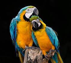 La sorprendente sensibilidad de las aves: recuerdan, sienten, hacen regalos y aman, asegura experta