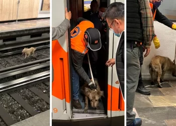 “Chale, esta vez valió la pena”, usuarios del Metro perdonaron retraso por el rescate de un perrito