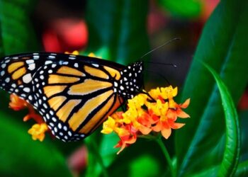 Michoacán: las mariposas monarca empiezan a llegar a los santuarios