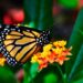 Michoacán: las mariposas monarca empiezan a llegar a los santuarios