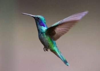 Conoce el significado de que un colibrí visite tu casa
