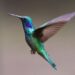 Conoce el significado de que un colibrí visite tu casa