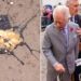 Hombre lanza huevos al rey Carlos y a su esposa Camila