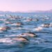 En el Mar de Cortés coexiste biodiversidad de ensueño con sobrexplotación y pobreza