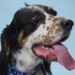 La lengua más larga en un perro vivo