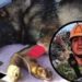 Muere Proteo, uno de los perros rescatistas que México envió para a buscar víctimas del terremoto en Turquía y Siria