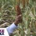 Impulsa gobierno de Sergio Salomón producción de sorgo en Puebla