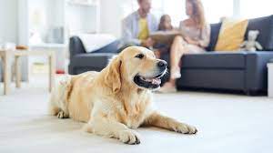 TU PERRO ES TU FAMILIA