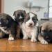 CON PLÁTICAS Y JORNADAS DE ADOPCIÓN, AYUNTAMIENTO DE PUEBLA PROMUEVE EL BIENESTAR ANIMAL
