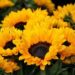Cual es el significado de las flores amarillas en Marzo?