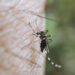 Permanecen dos personas hospitalizadas por dengue: Salud