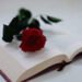 ¿Por qué se regalan rosas y libros en abril? Te contamos la razón