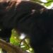 Más de 100 monos aulladores mueren en Chiapas y Tabasco, en medio de las altas temperaturas