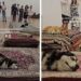 Acusan de maltrato animal performance con perros en Museo Tamayo