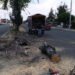 Ayuntamiento atiende árboles derribados por los fuertes vientos