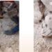 El INAH registra más de 9,000 monumentos entre Quintana Roo y Campeche
