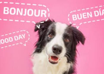 ¿Tu perro entiende en diferentes idiomas?