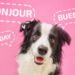 ¿Tu perro entiende en diferentes idiomas?