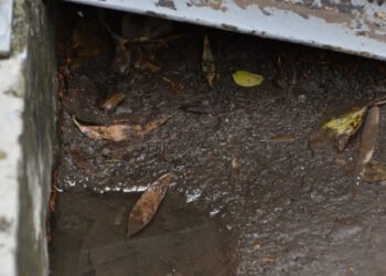 Cólera, dengue, malaria, hepatitis A, zika y chikungunya, enfermedades propias de la temporada de lluvia