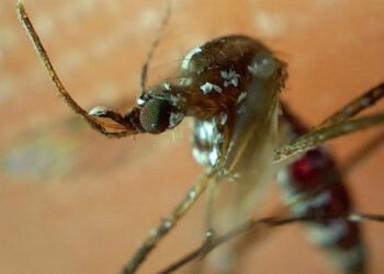 Concentran cinco municipios el 59.3% de casos de dengue en Puebla: Salud