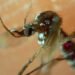 Concentran cinco municipios el 59.3% de casos de dengue en Puebla: Salud