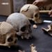 Análisis antropofísico de más de 100 restos óseos da testimonio de la vida prehispánica en terrenos del AIFA