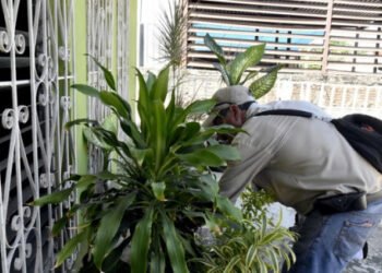 Ante síntomas de dengue, debe solicitar atención médica oportuna: Secretaría de Salud