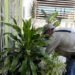 Ante síntomas de dengue, debe solicitar atención médica oportuna: Secretaría de Salud
