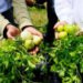 Favorece Bienestar a familias sanandreseñas con proyecto de huerto escolar