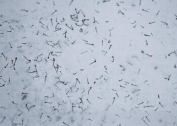 Ingresan 27 personas a hospitalización por dengue: Salud