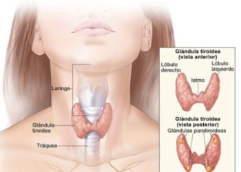 La importancia de la tiroides