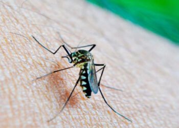 Registran 60 municipios de Puebla casos de dengue: Salud