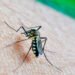 Registran 60 municipios de Puebla casos de dengue: Salud