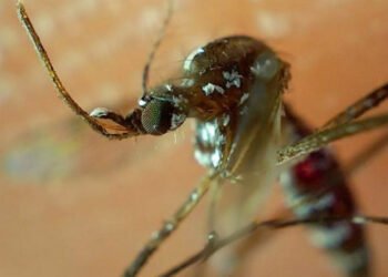 Concentran cinco municipios el 57.3% de casos de dengue en el estado: Salud