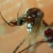 Concentran cinco municipios el 57.3% de casos de dengue en el estado: Salud