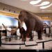 Disertan sobre la historia de la paleontología en Sudamérica, en simposio internacional virtual