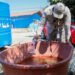 Hay 77 municipios de Puebla con casos de dengue: Salud