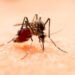 Presentan casos de dengue 71 municipios de Puebla: Salud
