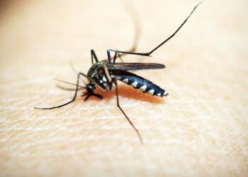 Reporta Salud 12 casos de dengue en últimas 24 horas