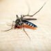 Reporta Salud 12 casos de dengue en últimas 24 horas