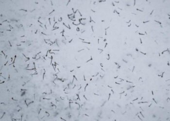 Concentran cinco municipios de Puebla el 60.4% de casos de dengue: Salud