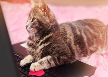 Una gata deja a su dueña sin trabajo ni bono anual al enviar una carta de renuncia
