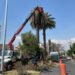 Gobierno de la Ciudad realiza intervenciones en palmeras en la Colonia La Paz y Avenida Juárez