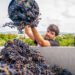 Así afectará la amenaza de Trump de aranceles del 200 % al vino europeo