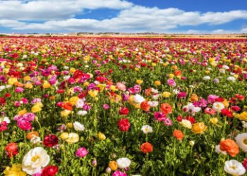 El sentido de la primavera