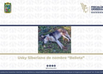 Logra la FGE vinculación a proceso de detenido por caso de crueldad animal en Zacapoaxtla