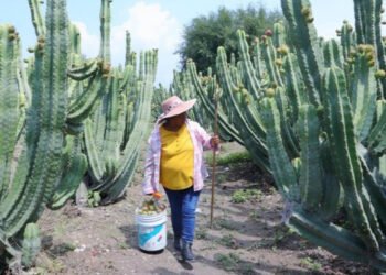 Pitaya poblana abre mercado en McAllen, Texas
