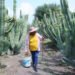 Pitaya poblana abre mercado en McAllen, Texas
