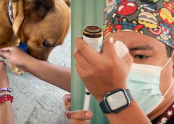 Consolida Gobierno de la Ciudad estrategia integral en favor del bienestar animal