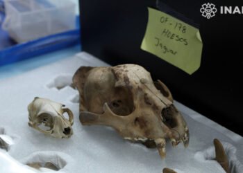 La ofrenda al centro del Cuauhxicalco, una muestra del poderío mexica y de la pérdida de biodiversidad